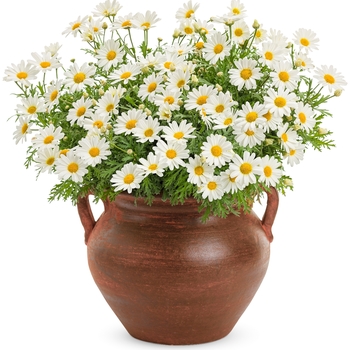 Marguerite Daisy Marguerite Daisy