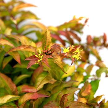 'Firefly&trade;' Bush-honeysuckle