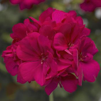 Calliope® Medium Hot Pink Calliope® Medium Hot Pink