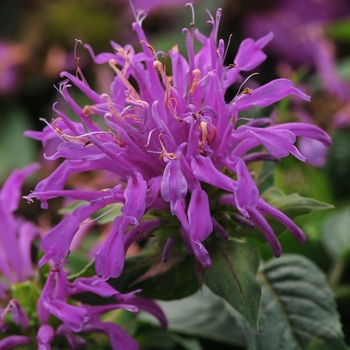 Bee Balm Bee Balm
