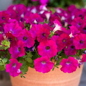 SuperCal&reg; Blue Eyed Rose