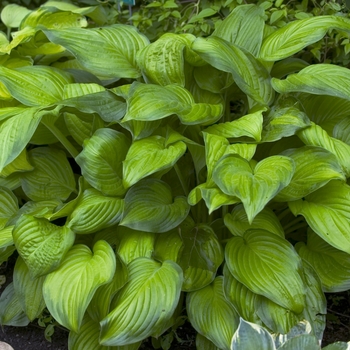 Plantain Lily Plantain Lily