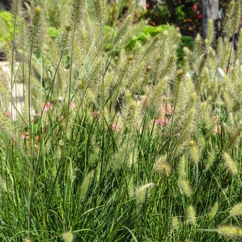 Fountain Grass Fountain Grass