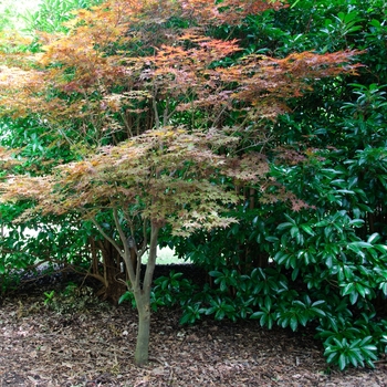 'Fireglow' Japanese Maple 'Fireglow' Japanese Maple
