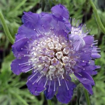 Pincushion Flower Pincushion Flower