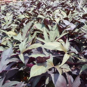 Ipomoea Ipomoea
