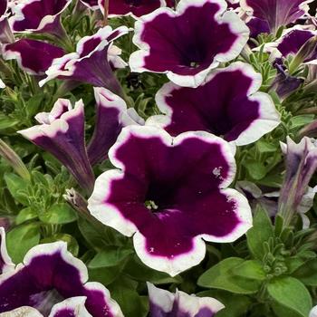 Painted Love&trade; Purple