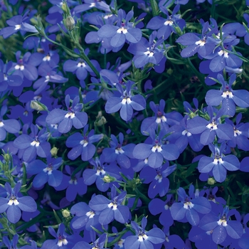 Laguna® 'Dark Blue' Laguna® 'Dark Blue'