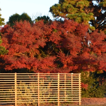 Green Dragon Japanese Maple Green Dragon Japanese Maple
