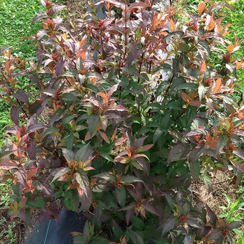 Bush Honeysuckle Bush Honeysuckle