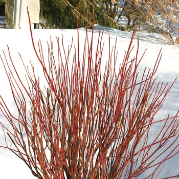 Arctic Fire® Arctic Fire®