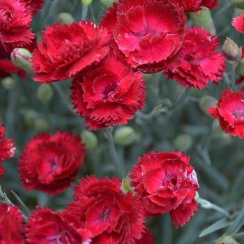 Border Carnation Border Carnation