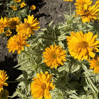 'Bit of Honey' False Sunflower 'Bit of Honey' False Sunflower