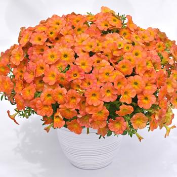 Flower Shower 'Golden Harvest' Petunia Flower Shower 'Golden Harvest' Petunia