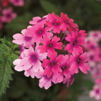 Verbena Verbena