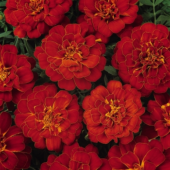 Marigold Marigold