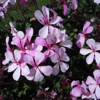 Caldera™ Lavender Glow Caldera™ Lavender Glow