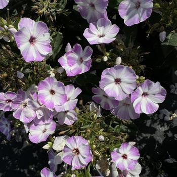Garden Phlox Garden Phlox