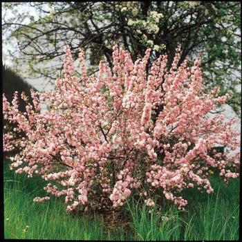 Pink Flowering Almond Pink Flowering Almond