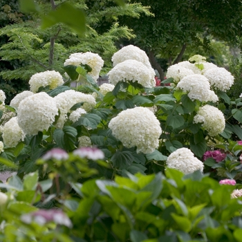 Incrediball® Smooth Hydrangea Incrediball® Smooth Hydrangea
