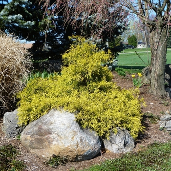 Golden Mop Threadleaf Falsecypress Golden Mop Threadleaf Falsecypress