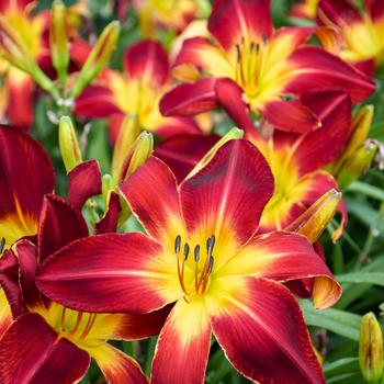 Rainbow Rhythm® 'Ruby Spider' Rainbow Rhythm® 'Ruby Spider'