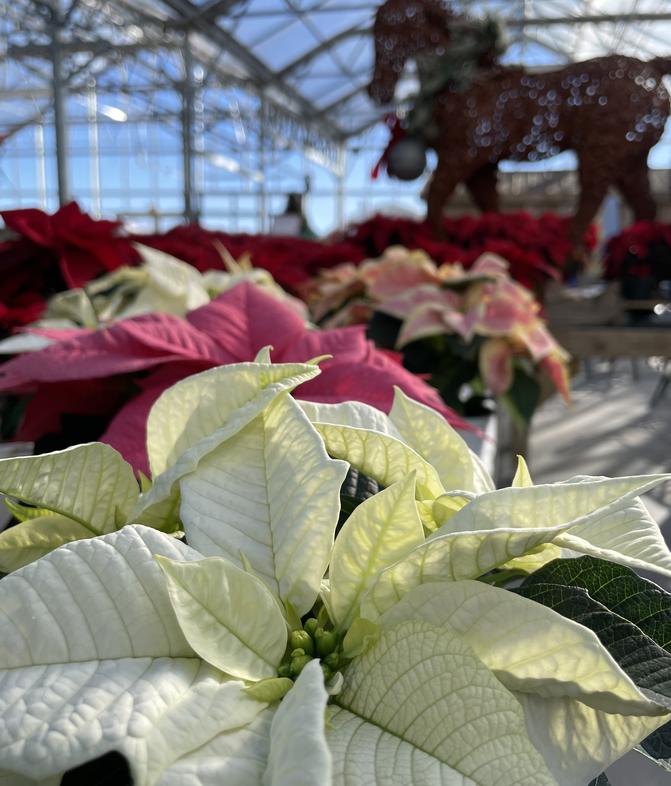 Voted 'Best Green Thumb Paradise'