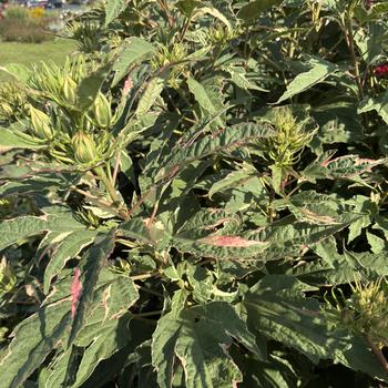 Rose Mallow Rose Mallow