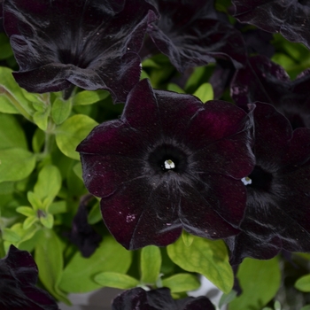 Petunia Petunia