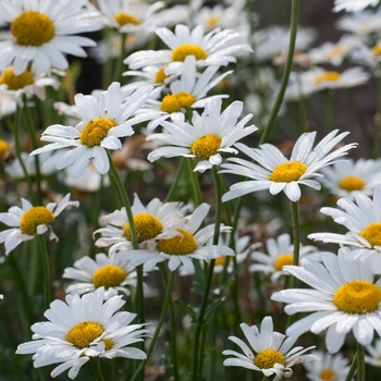 Shasta Daisy Shasta Daisy
