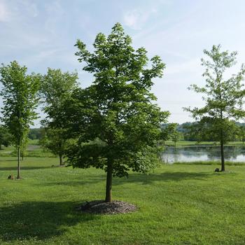 Pacific Sunset® Maple Pacific Sunset® Maple