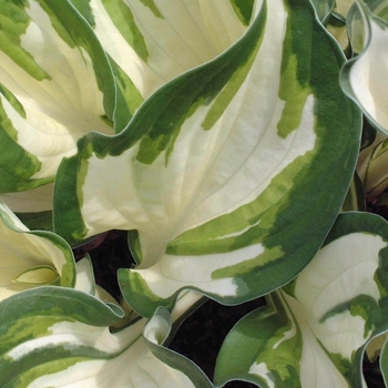 Plantain Lily Plantain Lily