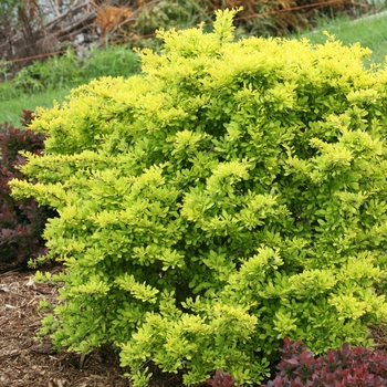 'Sunjoy Citrus®' Barberry