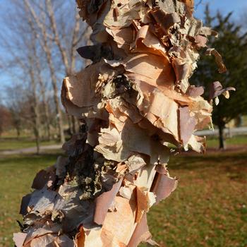 'Shiloh Splash' Birch