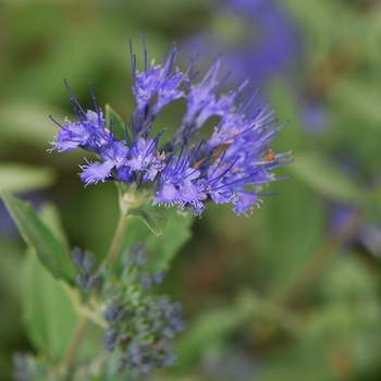 Bluebeard Bluebeard