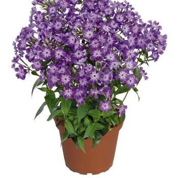 Garden Phlox Garden Phlox