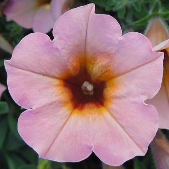 Dekko™ Sorbet Dekko™ Sorbet