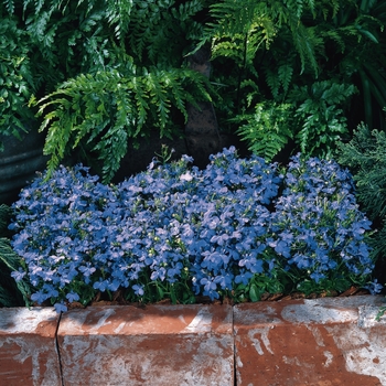 Riviera 'Sky Blue' Riviera 'Sky Blue'