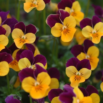 Viola Viola