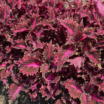 TerraScape™ Pink Ribbons TerraScape™ Pink Ribbons