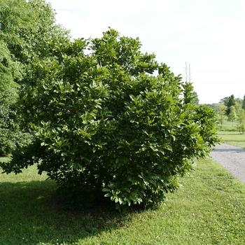 Saucer Magnolia