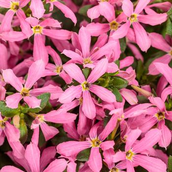 Stardiva&trade; Pink
