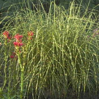 Maiden Grass Maiden Grass