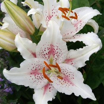 Oriental Lily Oriental Lily
