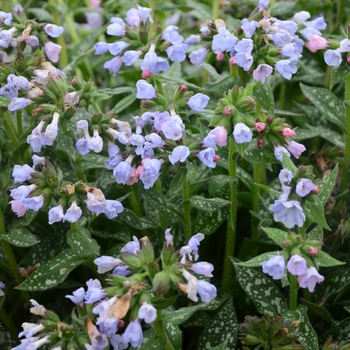 Lungwort, Bethlehem Sage Lungwort, Bethlehem Sage