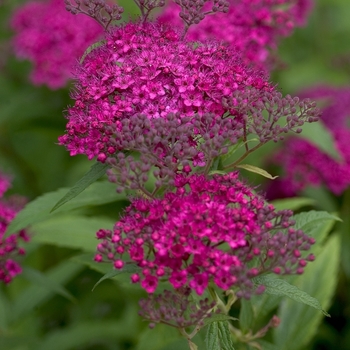 ''Neon Flash'' Spirea ''Neon Flash'' Spirea