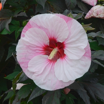 Summerific® Rose Mallow