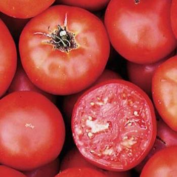 Tomato Tomato