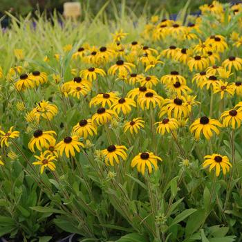 Black Eyed Susan Black Eyed Susan