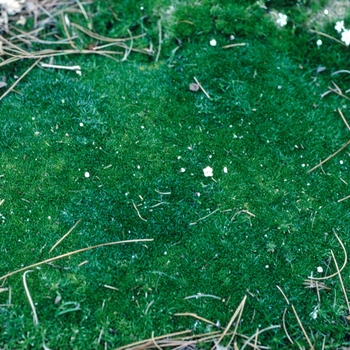 Pearlwort Pearlwort